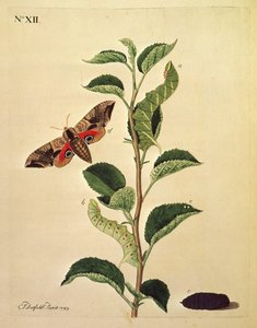 Mariposas, Orugas y Plantas: Lámina XII por J.Dutfield de J. Dutfield