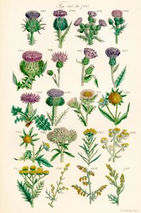 Página de ilustraciones en color de British Wild Flowers según una obra de J. E. Sowerby y C. P. Johnson de J. E. and Johnson C. P.  Sowerby