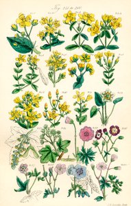 Página de ilustraciones en color de British Wild Flowers según una obra de J. E. Sowerby y C. P. Johnson de J. E. and Johnson C. P.  Sowerby
