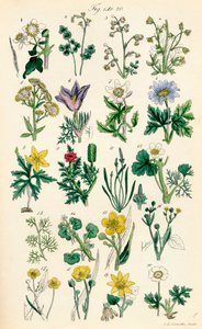 Página de ilustraciones en color de British Wild Flowers según una obra de J. E. Sowerby y C. P. Johnson