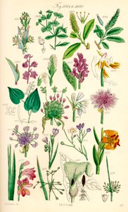 Página de ilustraciones en color de British Wild Flowers según una obra de J. E. Sowerby y C. P. Johnson