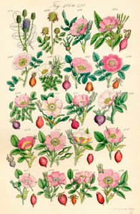 Página de ilustraciones en color de British Wild Flowers según una obra de J. E. Sowerby y C. P. Johnson de J. E. and Johnson C. P.  Sowerby