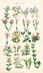Página de ilustraciones en color de British Wild Flowers según una obra de J. E. Sowerby y C. P. Johnson de J. E. and Johnson C. P.  Sowerby