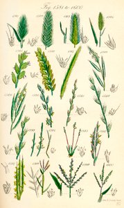 Página de ilustraciones en color de British Wild Flowers según una obra de J. E. Sowerby y C. P. Johnson de J. E. and Johnson C. P.  Sowerby