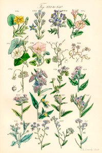 Página de ilustraciones en color de British Wild Flowers según una obra de J. E. Sowerby y C. P. Johnson de J. E. and Johnson C. P.  Sowerby