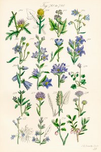 Página de ilustraciones en color de British Wild Flowers según una obra de J. E. Sowerby y C. P. Johnson