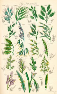 Página de ilustraciones en color de British Wild Flowers según una obra de J. E. Sowerby y C. P. Johnson de J. E. and Johnson C. P.  Sowerby