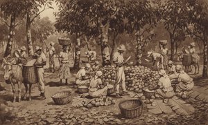 Rompiendo las vainas de cacao en Trinidad (litho) de J. Macfarlane