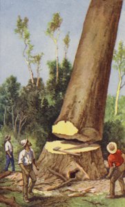Tala de un pino kauri (litografía en color) de J. Macfarlane