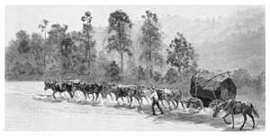 Obtención de cedro en el río Richmond, Nueva Gales del Sur, Australia, 1886 de J. R. Ashton