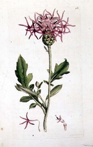 Gran Knapweed, de un volumen de "Botánica Inglesa" pub. 1790-1814