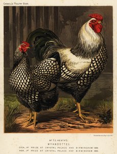 Pollos americanos Wyandotte de J. W. (after) Ludlow