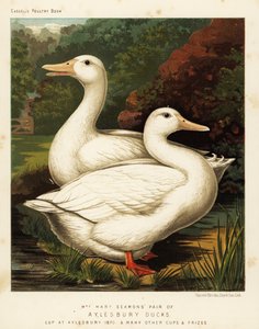 Patos de Aylesbury de J. W. (after) Ludlow