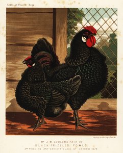 Gallos y gallinas negros y encrespados