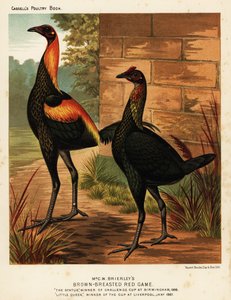 Aves de caza rojas de pecho marrón
