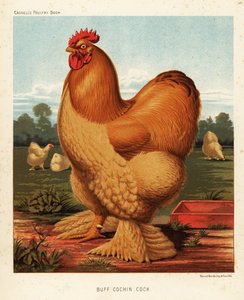 Polla de cochinilla