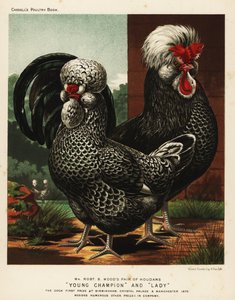 Gallo y gallina Houdan o Poule de Houdan de J. W. (after) Ludlow