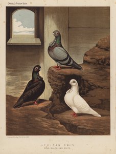 Palomas: Búhos africanos, azules, negros y blancos (litografía en color)