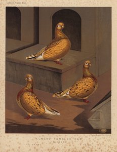 Palomas: Vaso de Almendra Gallina