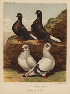 Palomas: Capuchinas negras; Damascenas (litografía en color)