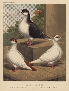 Palomas: Lahore negra; casco rojo; mancha amarilla (litografía en color)