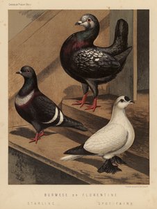 Palomas: Birmana o florentina; estornino; hada de las manchas (litografía en color)