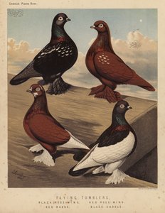 Palomas: Volantes, Rosa Negra, Rosa Roja, Insignia Roja, Silla Negra (litografía en color)