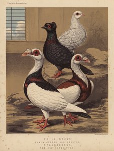 Palomas: Frill-Backs, Plain-Headed y Crested; Scandaroons, Red y Black Pied (litografía en color)