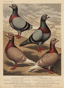Palomas: Palomas mensajeras (litografía en color)