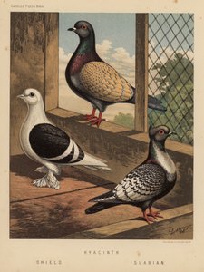 Palomas: Jacinto; Escudo; Suabia (litografía en color)