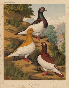 Palomas: Urracas (litografía en color)