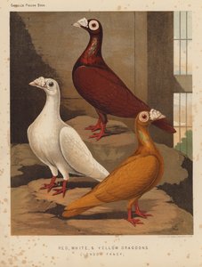 Palomas: Red, White, and Yellow Dragoons, London Fancy (litografía en color)