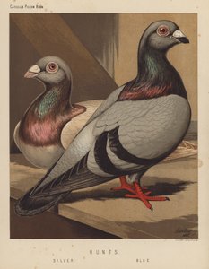 Palomas: Runts, Plata, Azul (litografía en color)