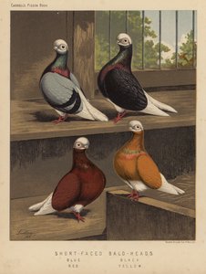 Palomas: Calvas de cara corta, azules, negras, rojas, amarillas (litografía en color)