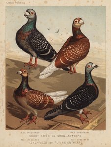 Palomas: Antwerps de cara corta o de exhibición, azul-chequered, rojo-chequered; Antwerps de cara larga o de vuelo, rojo-chequered, azul-chequered (litografía en color)