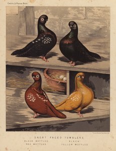 Palomas: Volteadoras de cara corta, negras moteadas, negras, rojas moteadas, amarillas moteadas (litografía en color)