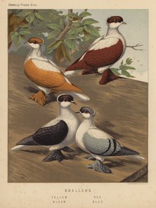 Palomas: Golondrinas, amarillas, rojas, negras, azules (litografía en color)