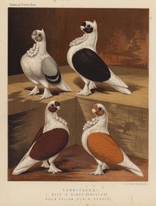 Palomas: Turbiteens, azules y negras, crestadas, rojas y amarillas, de cabeza plana (litografía en color)