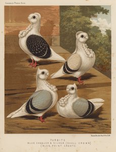 Palomas: Turbetas, azul chequer y plata, corona de concha, azul, crestas de punta (litografía en color)