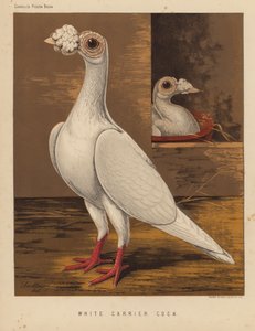 Palomas: Gallo blanco portador (litografía en color) de J. W. (after) Ludlow