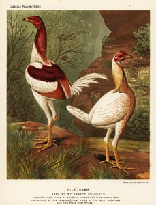 Juego de pila, gallo y gallina de J. W. (after) Ludlow