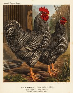 Pollos de Plymouth Rock de J. W. (after) Ludlow