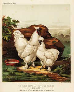 Gallo y gallina Silkie o Silky de J. W. (after) Ludlow