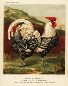 Gallo y gallina de Hamburgo de lentejuelas plateadas de J. W. (after) Ludlow
