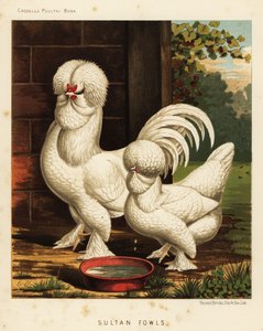 Gallos sultán, Gallus gallus domesticus de J. W. (after) Ludlow