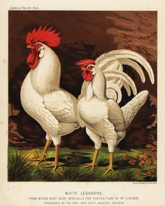 Gallos y gallinas de raza blanca o de Livorno de J. W. (after) Ludlow
