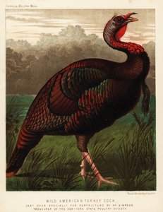 Pavo americano salvaje, Meleagris gallopavo
