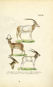  de J. W. Tenhaeff