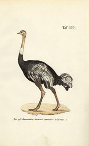  de J. W. Tenhaeff