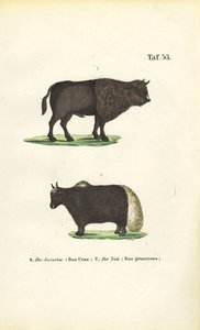  de J. W. Tenhaeff